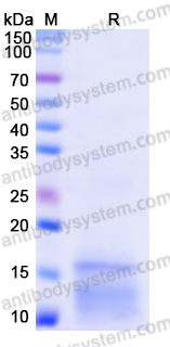 Recombinant Monkeypox virus/MPXV D6L Protein, N-His