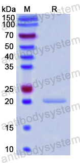 Recombinant Human papillomavirus 52 E6/Protein E6 Protein, N-His