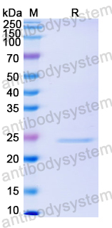 Recombinant HPV52 E7/Protein E7 Protein, N-His-SUMO & C-Strep