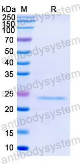 Recombinant Mojiang virus/MojV F/Fusion glycoprotein F0 Protein, N-His-SUMO & C-Strep