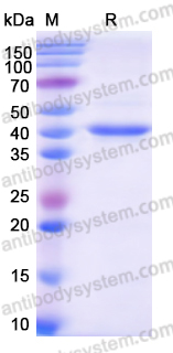 Recombinant Mojiang virus/MojV G/Glycoprotein Protein, N-His