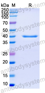 Recombinant Vaccinia virus/VACV H3L Protein, N-His