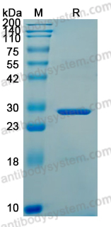 Recombinant VACV H3L Protein, C-His