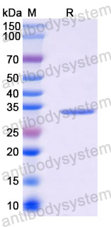 Recombinant Langya virus/LayV W Protein, N-GST & C-His