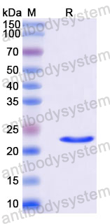 Recombinant Langya virus/LayV C Protein, N-His