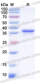 Recombinant CVA6 VP1/Capsid protein VP1 Protein, N-His