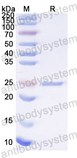 Recombinant HPV B19 VP2/Coat protein VP2 Protein, N-His