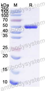 Recombinant DENV-2 Envelope protein E Protein, N-His