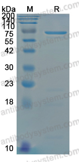 Recombinant DENV-1 Envelope protein E Protein, N-GST & C-His