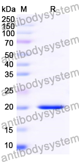 Recombinant Human rotavirus A VP4/Outer capsid protein VP4 Protein, N-His