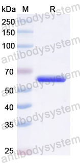 Recombinant EV71 VP1/P1D Protein, N-Fc