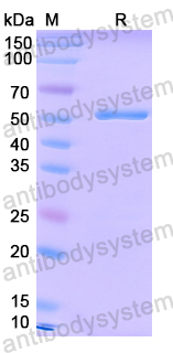Recombinant EV71 VP0/Capsid protein VP0, N-GST