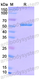 Recombinant EV71 VP3/Capsid protein VP3, N-GST