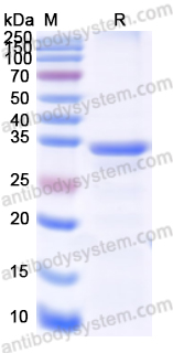 Recombinant Coxsackievirus A10/CA10 VP1/Capsid protein VP1 Protein, N-His