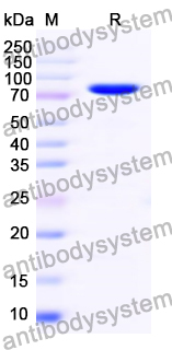 Recombinant HPV16 L2/Minor capsid protein L2 Protein, N-GST & C-His