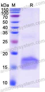 Recombinant Monkeypox virus/MPXV A42R/Profilin Protein, N-His