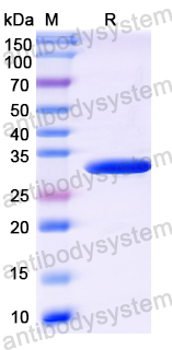 Recombinant SARS-CoV-2 ORF10 Protein, N-GST