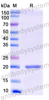 Recombinant SARS-CoV-2 ORF3a Protein, N-His