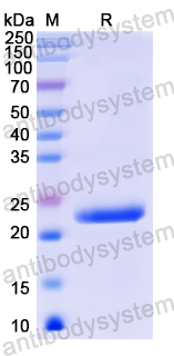 Recombinant Lassa virus/LASV Protein Z Protein, N-His-SUMO