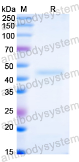 Recombinant HMPV F/Fusion glycoprotein F0 Protein, N-His