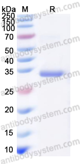 Recombinant HMPV F/Fusion glycoprotein F0 Protein, N-His