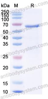 Recombinant CPV-2 Capsid protein VP2 Protein, N-His