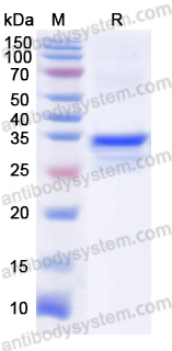 Recombinant Influenza A virus (H5N1) M2e Protein, N-GST & C-His