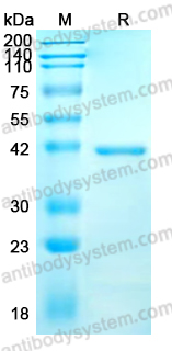 Recombinant Influenza A virus (H1N1) NA/Neuraminidase Protein, N-His