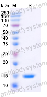 Recombinant MARV GP2/Envelope glycoprotein 2 Protein, N-His