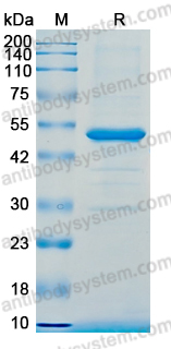 Recombinant MARV GP2 Protein, N-GST & C-His