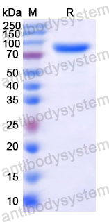 Recombinant MARV NP/Nucleoprotein Protein, N-His