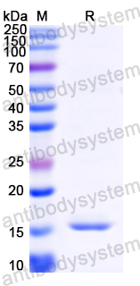 Recombinant MARV VP35/Marburg VP35 Protein, N-His