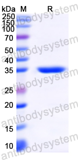 Recombinant MARV VP40/Marburg VP40 Protein, N-His