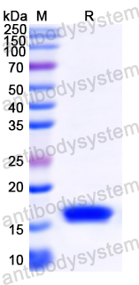 Recombinant MARV VP30/Minor nucleoprotein VP30 Protein, N-His