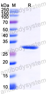 Recombinant MARV VP24/Marburg VP24 Protein, N-His