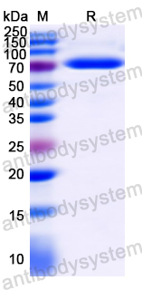 Recombinant JEV Envelope protein E Protein, N-Trx-His & C-His