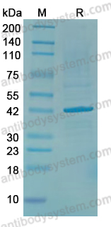 Recombinant JEV Envelope protein E Protein, N-His