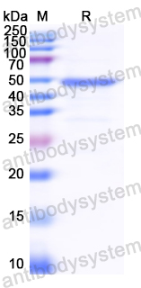 Recombinant CDV H/Hemagglutinin glycoprotein Protein, N-His