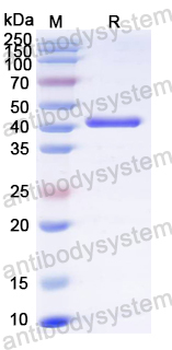 Recombinant ZIKV NS1 Protein, C-His