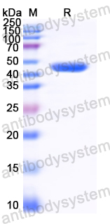 Recombinant HCoV-229E NP/Nucleoprotein Protein, N-His