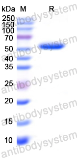 Recombinant Sendai virus/SeV F/Fusion glycoprotein F0 Protein, N-His