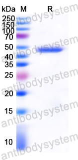 Recombinant TGEV N/Nucleoprotein Protein, N-His