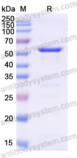 Recombinant PEDV N/Nucleoprotein Protein, C-His
