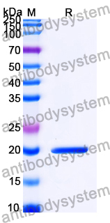 Recombinant HMPV G/Major surface glycoprotein G Protein, N-His