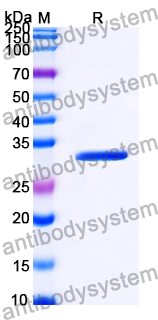 Recombinant Mosquito flavivirus Core Protein, N-His-SUMO
