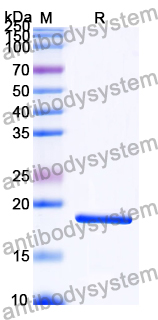 Recombinant Ectromelia virus A33R Protein, N-His & C-His