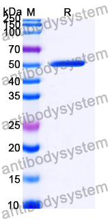 Recombinant PEDV S2/Spike glycoprotein 2 Protein, N-His & C-His