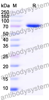 Recombinant PEDV S2/Spike glycoprotein 2 Protein, N-His