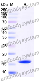 Recombinant PEDV Spike glycoprotein (RBD) Protein, N-His