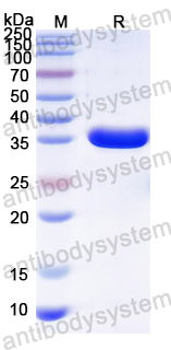 Recombinant PEDV Nsp5/Mpro/3CL Protein, N-His